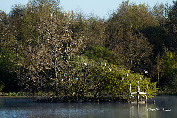héronnières dans les marais vendeens Héronnières