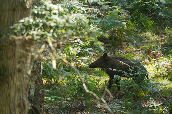 Le sanglier en forêt de rambouillet.