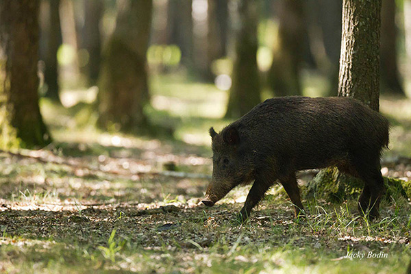 Le sanglier en forêt de rambouillet.