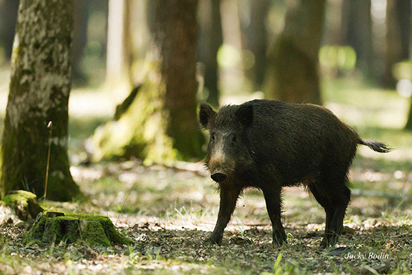 Le sanglier en forêt de rambouillet.