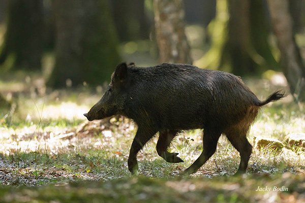 Le sanglier au pas de course