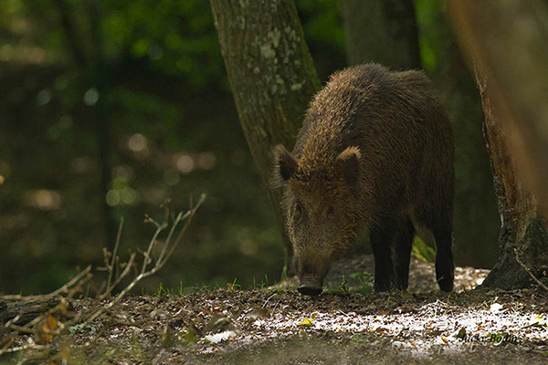 Le sanglier en forêt de rambouillet. jeune sanglier