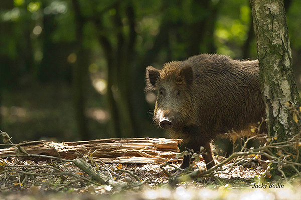 Le sanglier en forêt de rambouillet.