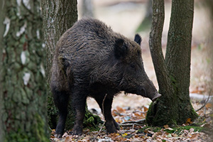 photos du sanglier dans la forêt de Rambouillet