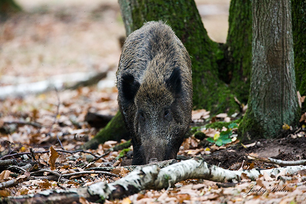 Le sanglier en forêt de rambouillet. La photo est prise de loin