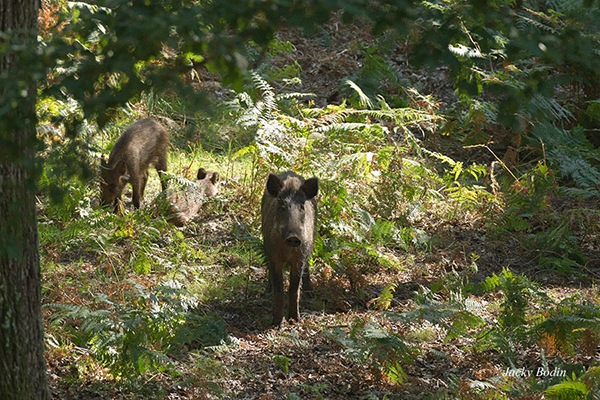 Le sanglier en forêt de rambouillet. jeunes marcassins.