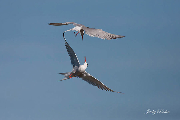 Combat de sternes arctiques en vol Photo que j'ai présenté lors d'un concours. Le combat a durer plusieurs minutes et apparemment, les sternes ne faisaient pas semblant.