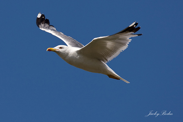 Le goéland cendré en vol Le goéland cendré est un oiseau qui appartient à la famille des Laridés et à l'ordre des Charadriiformes.