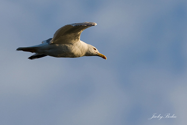 Le goéland cendré est un oiseau qui appartient à la famille des Laridés et à l'ordre des Charadriiformes. Le goéland cendré en vol sur le marais
