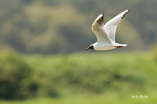 La mouette rieuse est une espèce d'oiseaux de la famille des Laridae qui regroupe notamment les mouettes et les Goélands. La mouette rieuse