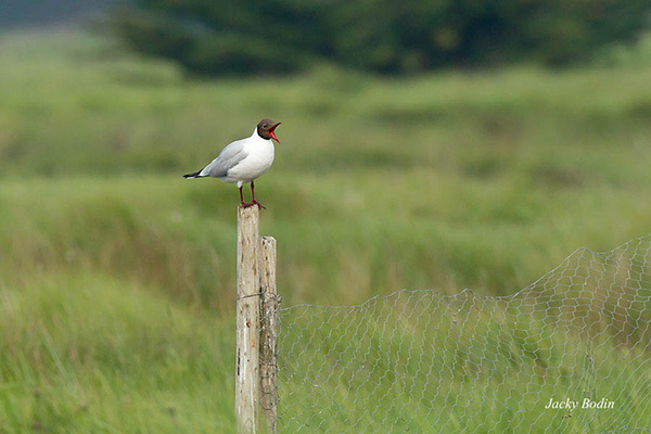 La mouette rieuse La mouette rieuse est une espèce d'oiseaux de la famille des Laridae qui regroupe notamment les mouettes et les Goélands