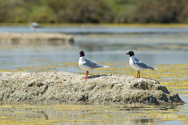 La mouette mélanocéphale est très jolie et fait partie des espèces nidifiant dans nos marais en vendée.