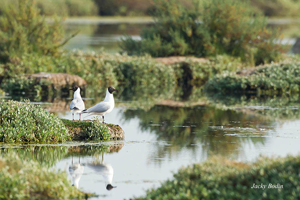 Mouettes rieuses dans le marais Les mouettes fréquentent les marais et les côtes, mais également à l'intérieur des terres