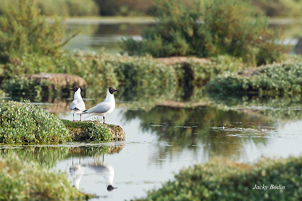 Les mouettes fréquentent les marais et les côtes, mais également à l'intérieur des terres