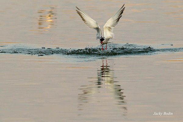 La sterne arctique prenant son envol Les sternes, sont des oiseaux appartenant à la famille des Laridae