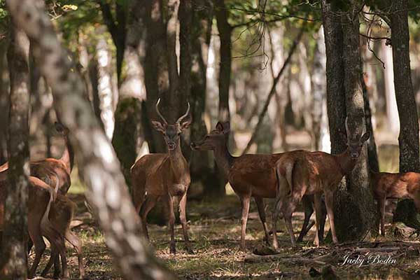 La harde de biches en période de brame Le cerf dominant à rassemblé ses biches