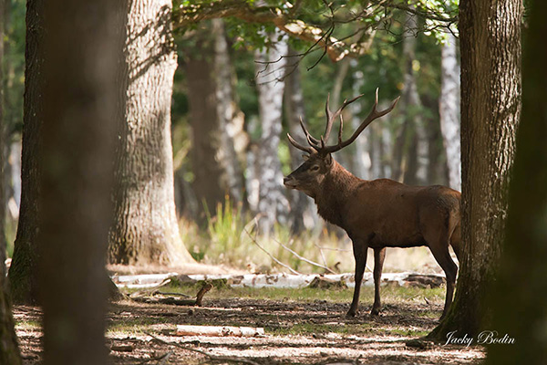 Le cerf élaphe en période de brame Il nous a entendu et cherche à nous repérer. Nous sommes à trente mètres environ