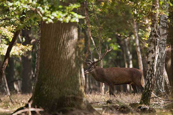 Le cerf élaphe en période de brame Le dominant surveille sa harde et veille à ce que personne vienne les déranger.