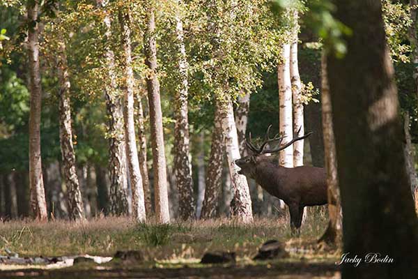 Le cerf élaphe en période de brame en forêt de Rambouillet Le dominant commence le premier jour par a rassembler les biches et à rejette les jeunes cerfs, allant pour se faire jusqu'au combat.