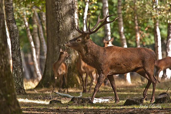 Le cerf élaphe en période de brame en forêt de Rambouillet Le deuxième jour, c'est généralement le tour des daguets qui vont devoir quitter le groupe, se retrouvant bien seuls.