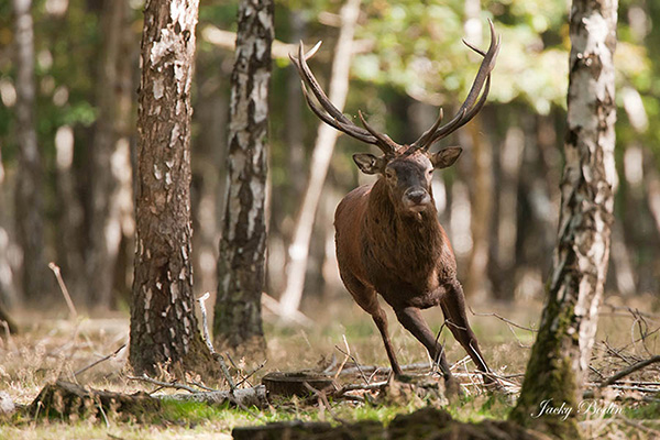 Le cerf élaphe en période de brame en forêt de Rambouillet Sur cette photo et la suivante, c'est le dominant qui va rechercher une biche égarée pour qu'elle rejoigne le groupe.