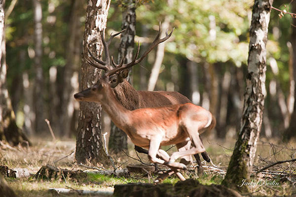 Le cerf élaphe en période de brame en forêt de Rambouillet Au début, je croyais que c'était une charge pour nous car nous n'avions pas vu la biche sur le côté, mais il faut rester vigilant, surtout les premiers jours ou tout va très vite, et où, il ne faut pas trop insister, si d'aventure votre présence a été détecté et que visiblement vous dérangez.