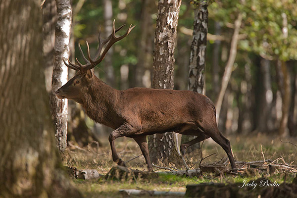 Le cerf élaphe en période de brame en forêt de Rambouillet Je peux vous assurez que ça ne rigole pas avec le cerf dominant et le daguet ou le moindre cerf qui se présente se fait charger.