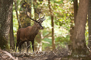 Le cerf élaphe, en période de brame offre aux photographes animaliers un moment magique