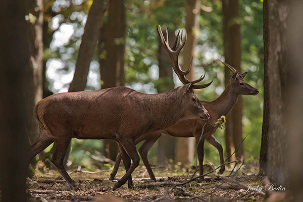 Le cerf élaphe et sa biche en période de brame Ce sont des instants inoubliables pour le photographe, car chaque photo représente toute une histoire qui restera gravé dans nos mémoires.