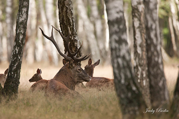 Le cerf élaphe en période de brame se repose souvent Le cerf dominant perd énormément de poids pendant la période du brame et vers la fin du brame, il arrive que d'autres cerfs en vienne à bout et parviennent à prendre sa place.