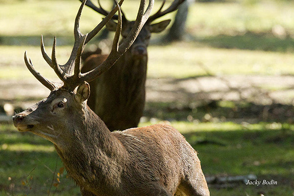 Le cerf élaphe en période de brame On perçoit bien sur cette troisème photo que le second cerf n'avait même pas eu le temps de nous apercevoir étant rester dans la même direction. Cet instant restera pour nous magique.