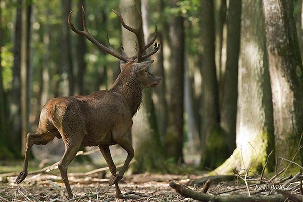 Le cerf élaphe en période de brame Imaginez la puissance de ce cerf et dites-vous bien qu'il n'est pas le dominant, mais bien un des cerfs rejeté du brame.