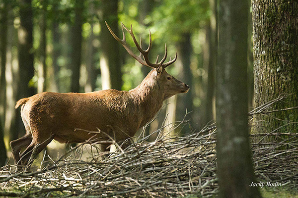 Le cerf élaphe en période de brame Sur cette photo le cerf avait aperçu des deguets s'approchant trop près de la harde