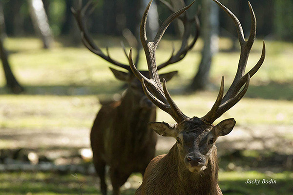 Le cerf élaphe en période de brame
Voici un de nos meilleurs souvenirs. Nous étions en train de manger un sandwich tout en étant cachés derrière un gros chêne. Connaissant le lieu, nous attendions le brame à un endroit précis, persuadé qu’il se déplacerait non loin de nous.
Or, mon épouse regardant ce qui se passait dans notre dos, aperçu deux cerfs venant de la prairie et se dirigeant vers nous à vive allure.
Le temps de ranger le casse-croute au plus vite et de saisir l’appareil il est arrivé l’inévitable, les cerfs étaient déjà trop près, à dix mètres de moi et si nous n’étions pas sortie de notre cache, les deux cerfs rasaient notre arbre. C’est la raison pour laquelle les trois photos qui se suivent ont été prises dans les trois dixièmes de secondes en rafales.