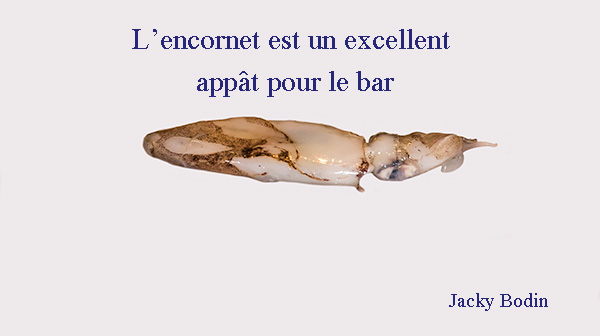 l'encornet est un excellent appât pour le bar