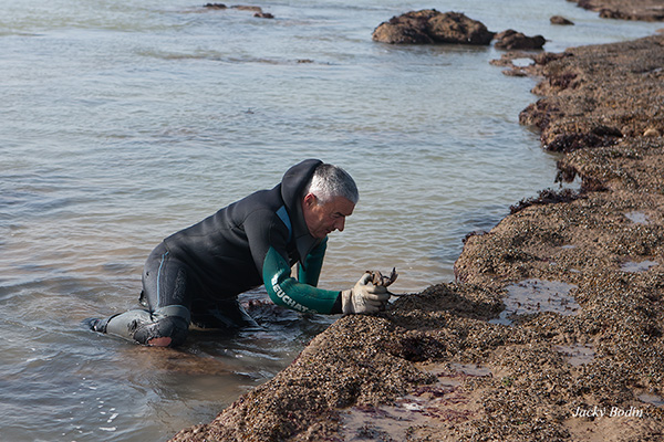 Pêche aux crabes à la main par Philippe Michaud