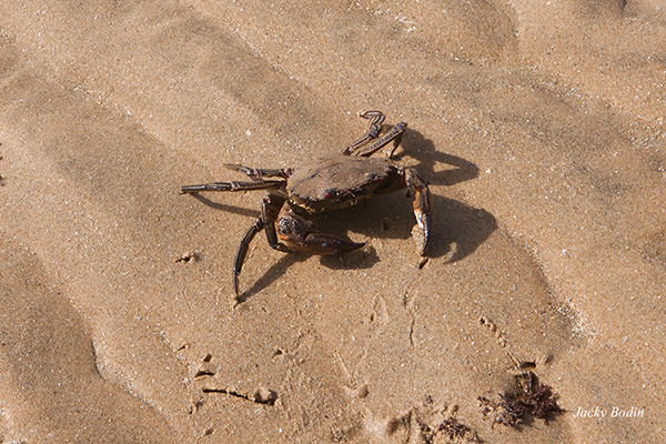 Pêche aux crabes à la main avec Philippe Michaud