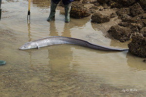 Peche aux congre à la foëne