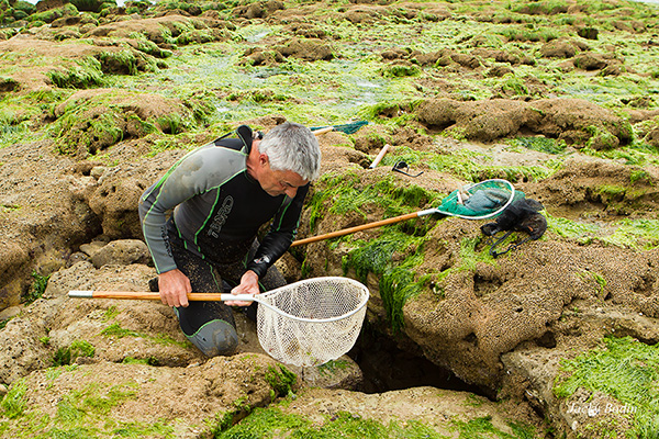 Pêche aux crevettes à la plage du Veillon en Vendée avec Philippe Michaud