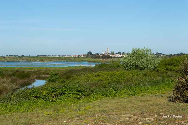 Pêche aux palourdes dans l'ile de Noirmoutier